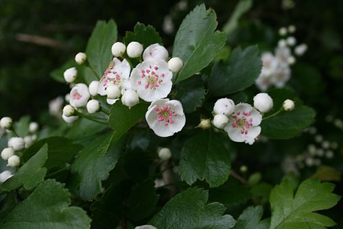 crataegus laevigata